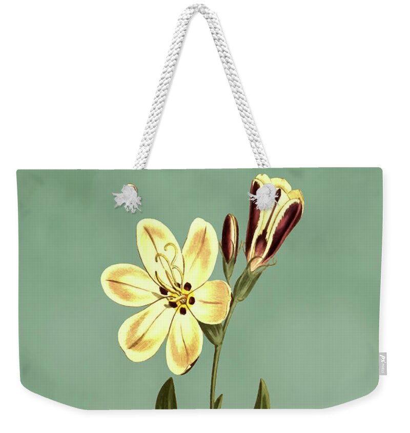 Streaked Flowered Sparaxis Weekender Tote Bag featuring the mixed media Streaked Flowered Sparaxis Flower on Misty Green With Dry Brush Effect by Movie Poster Prints
