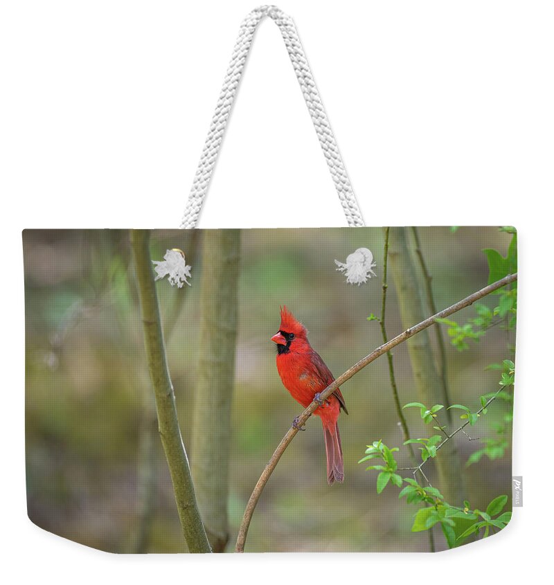 Blue Ridge Parkway Weekender Tote Bag featuring the photograph Stunning Northern Cardinal by Robert J Wagner
