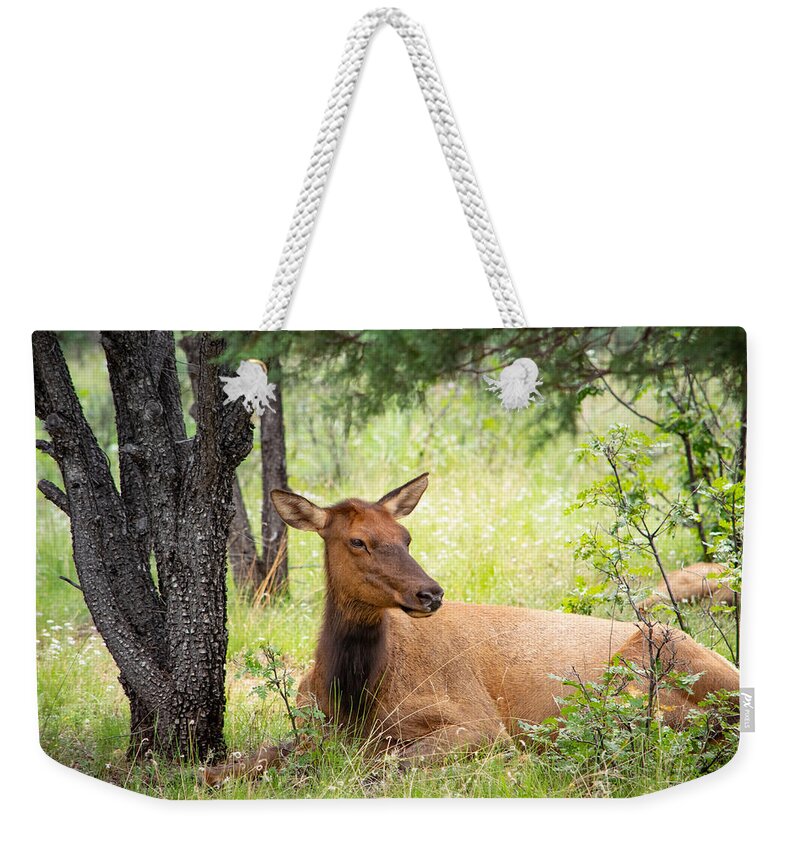 Elk Weekender Tote Bag featuring the photograph Summer Afternoon in the Forest by Bonny Puckett