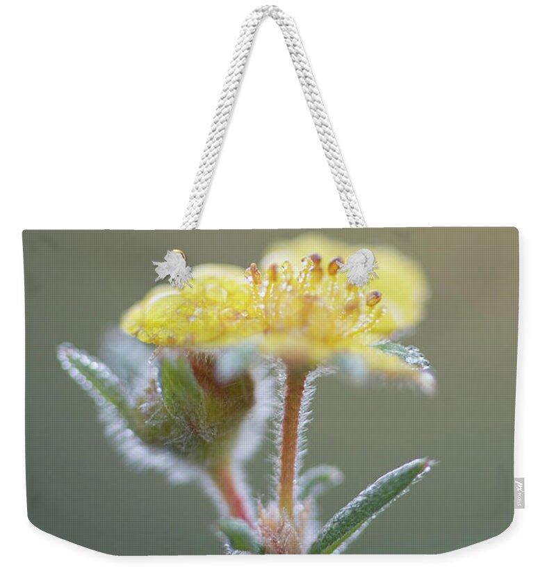 Dawn Weekender Tote Bag featuring the photograph Summer Potentilla by Karen Rispin