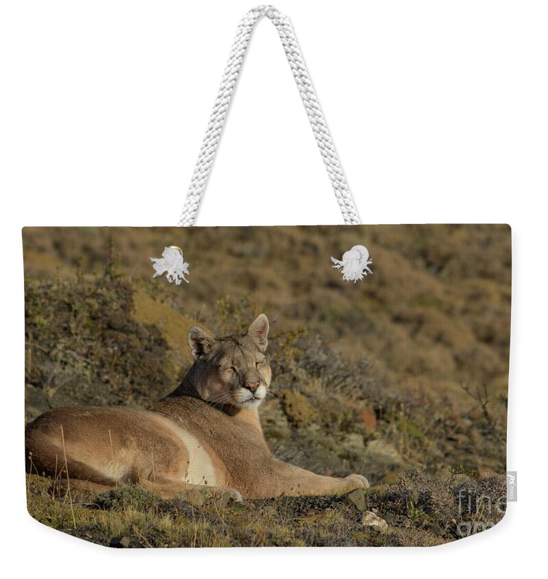 Chile Weekender Tote Bag featuring the photograph Sun is in My Eyes by Patrick Nowotny