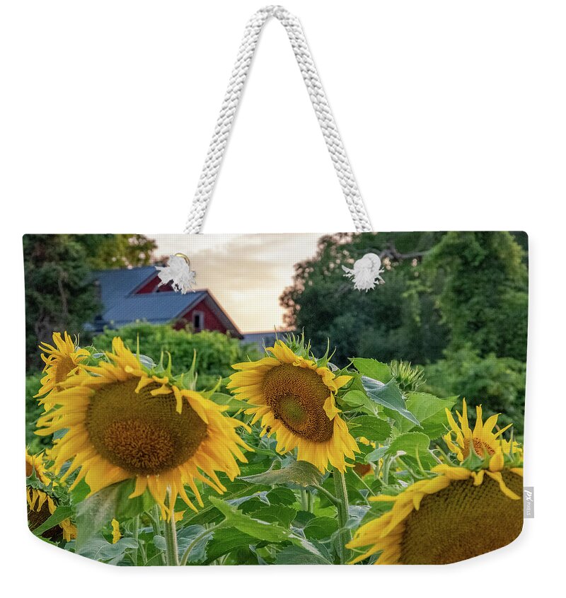 Sunflowers Weekender Tote Bag featuring the photograph Sunflower Farm by Mary Courtney