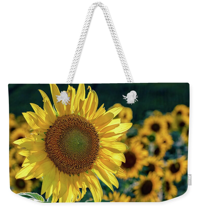 Agriculture Weekender Tote Bag featuring the photograph Sunflower in Sunlight by Brian Shoemaker