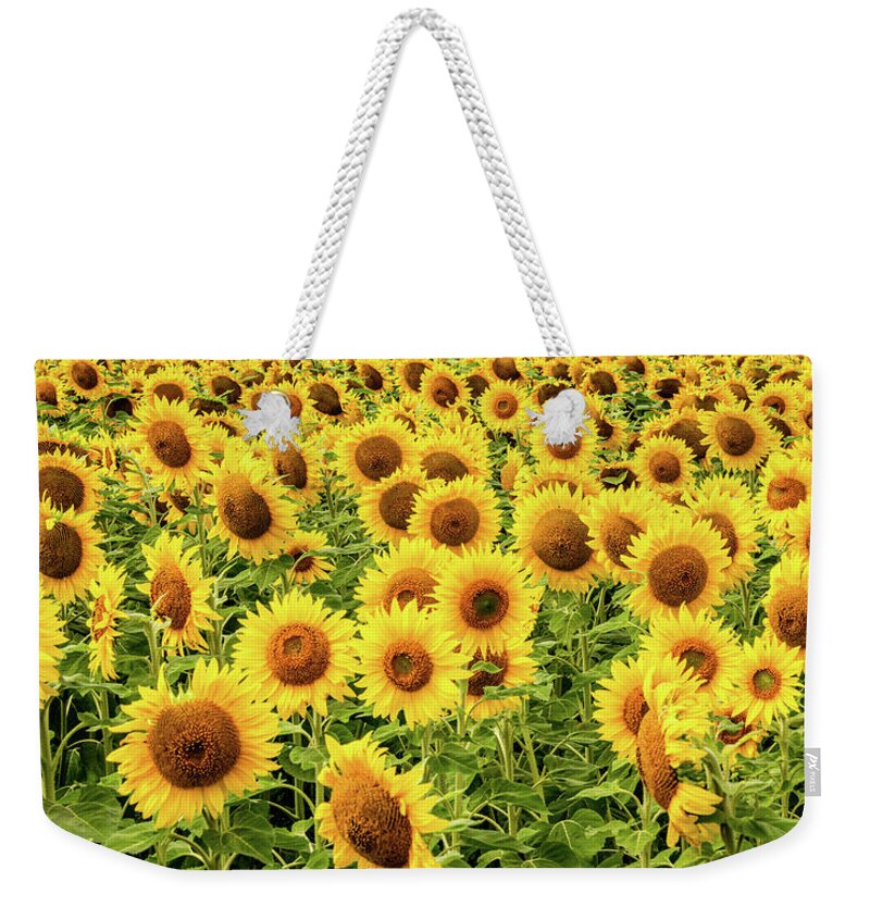 Sunflowers Weekender Tote Bag featuring the photograph Sunflowers As Far As The Eye Can See by Marcy Wielfaert