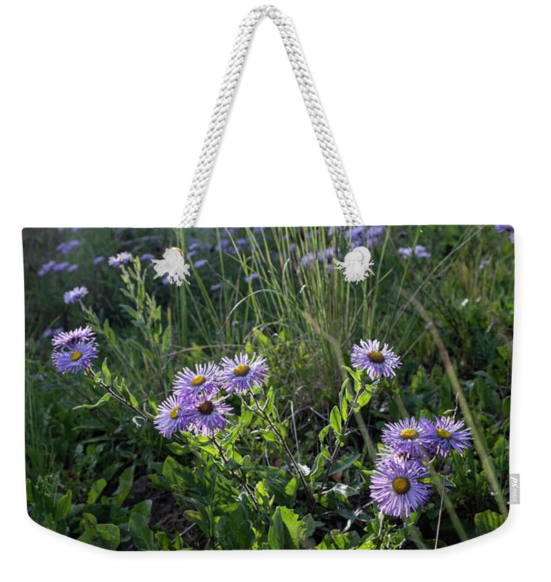 Flowers Weekender Tote Bag featuring the photograph Sunlight on Wild Asters by Mary Lee Dereske