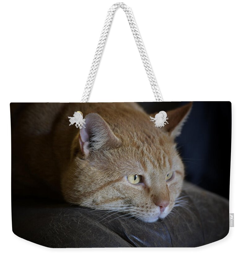 Yellow Tabby Weekender Tote Bag featuring the photograph Sunny by DArcy Evans
