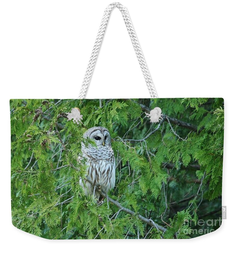 Barred Owl Weekender Tote Bag featuring the photograph Surprise Visitor II by Teresa McGill