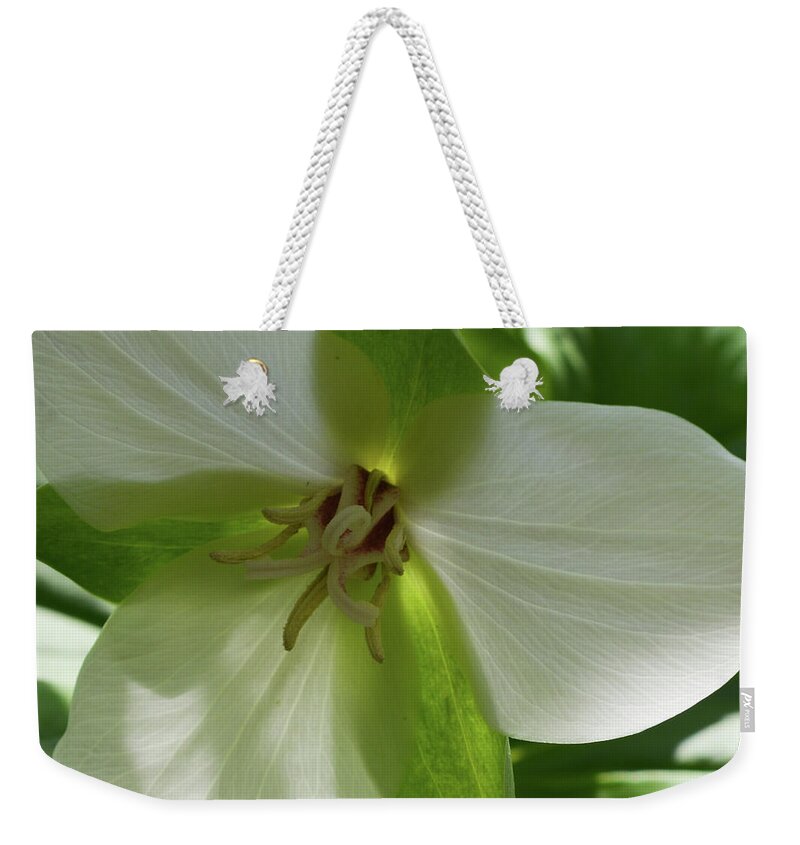 Shenk's Ferry Weekender Tote Bag featuring the photograph Susquehanna Trillium Backlit by Tana Reiff