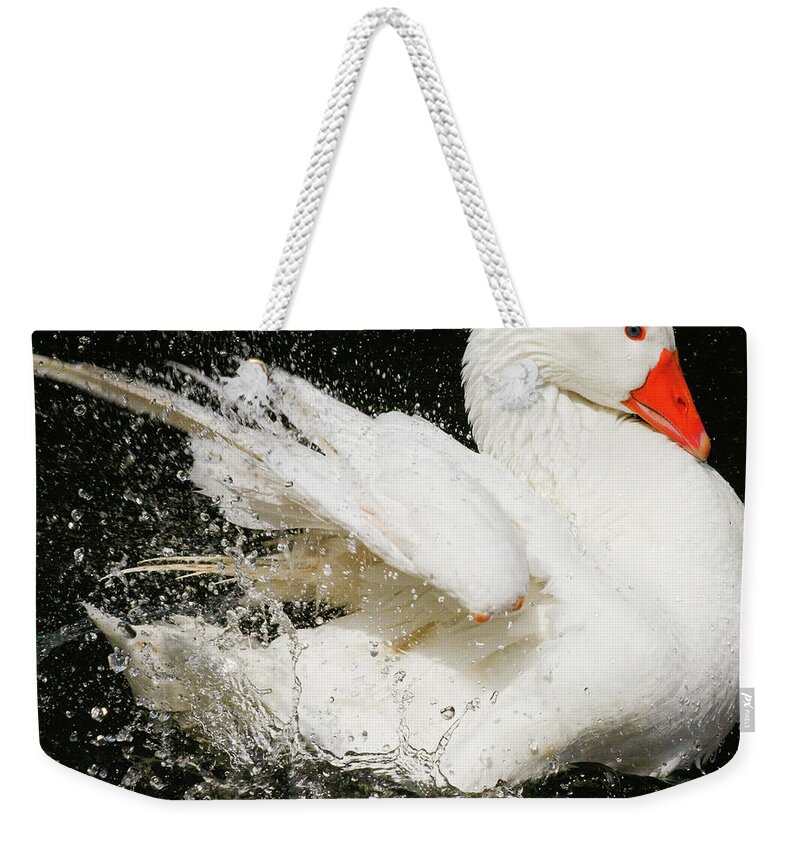 White Swan Flapping Wings Weekender Tote Bag featuring the photograph Swan flapping its wings by David Morehead