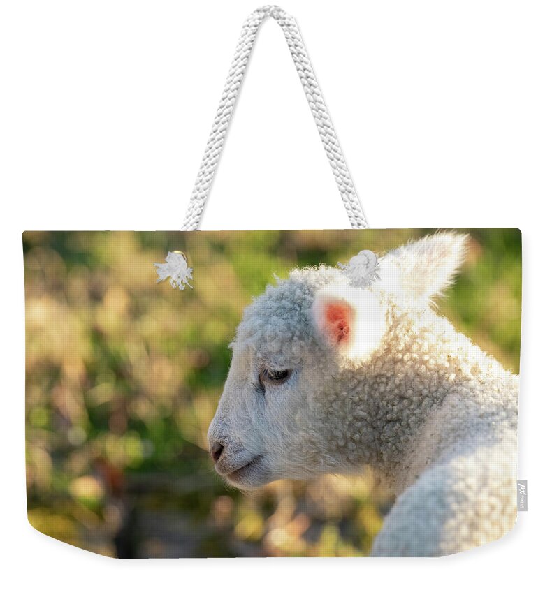 Lamb Weekender Tote Bag featuring the photograph Sweet Babe by Rachel Morrison