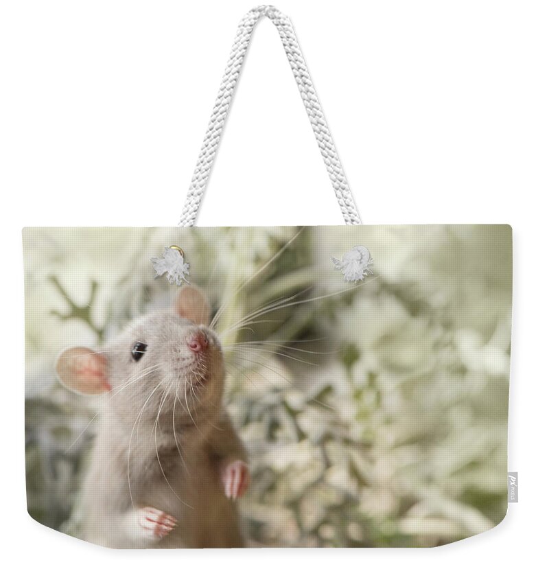 Rat Weekender Tote Bag featuring the photograph Sweet Rat Standing by Naomi Maya