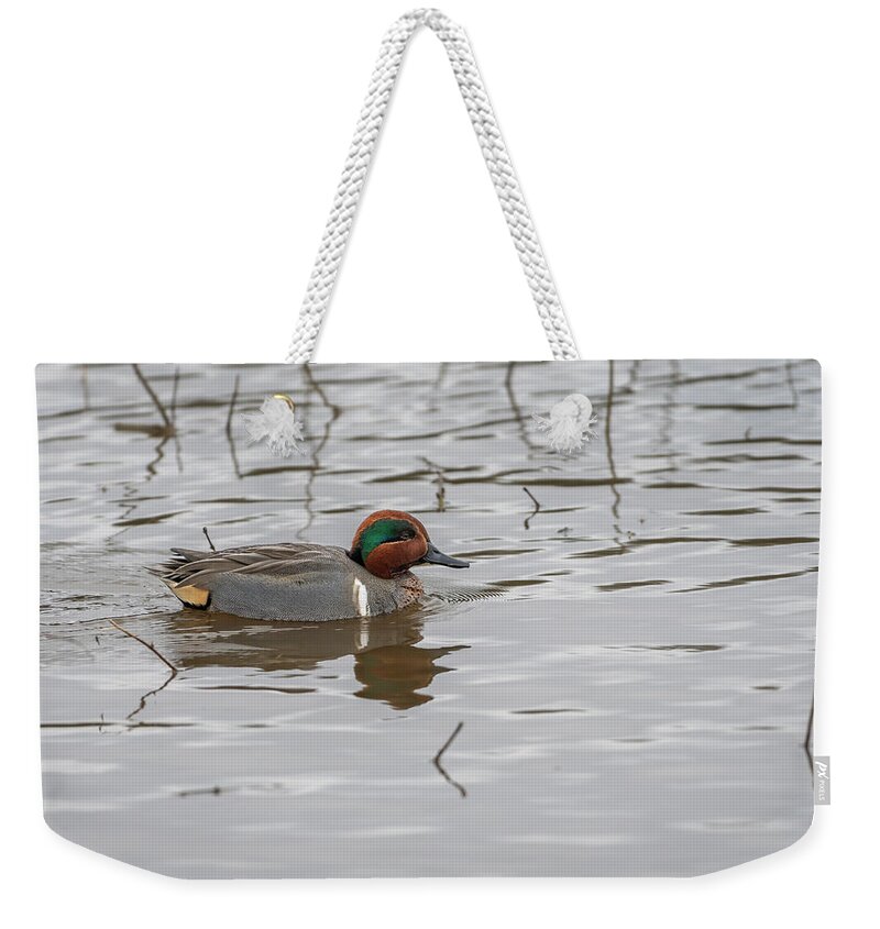 Afternoon Weekender Tote Bag featuring the photograph Swimming Teal Male by Robert Potts