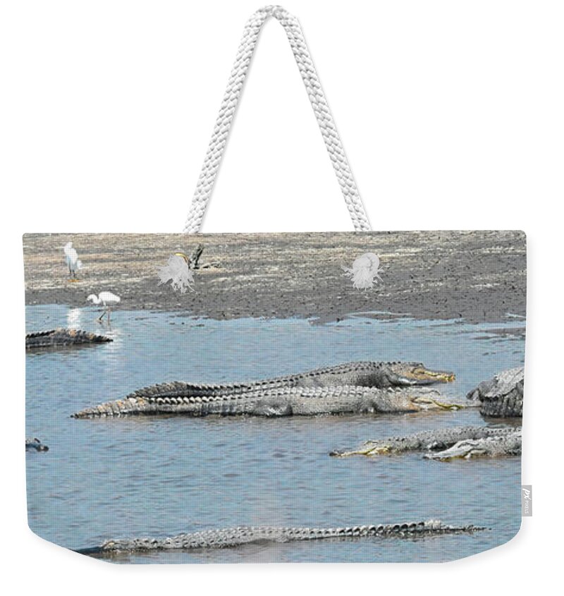 Alligator Weekender Tote Bag featuring the photograph Ten Gators by Jerry Griffin