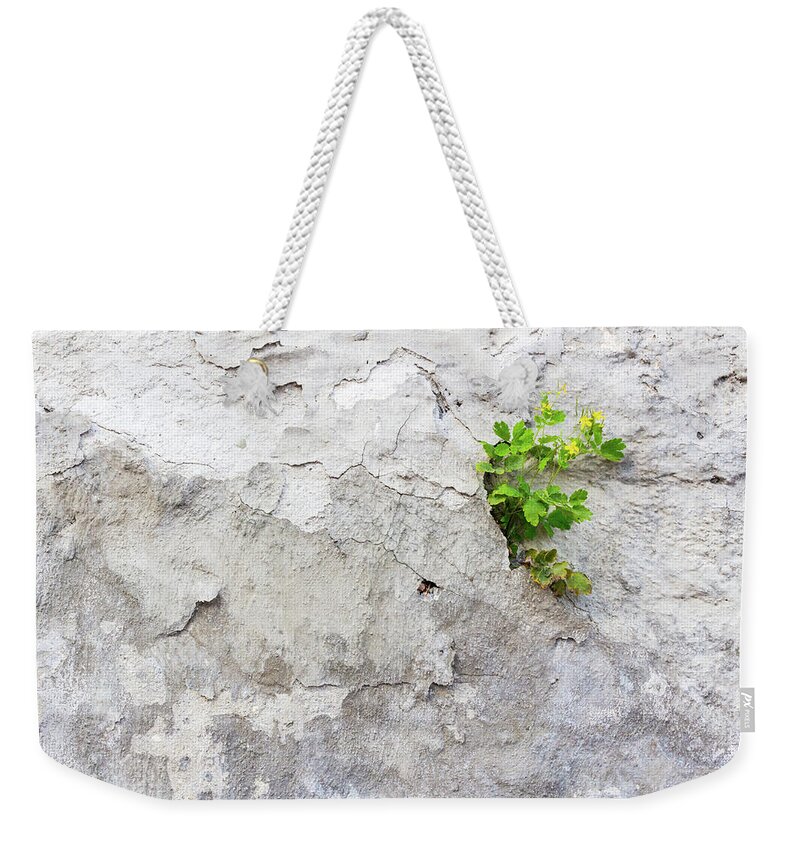 Chelidonium Majus Weekender Tote Bag featuring the photograph Tetterwort on gray weathered plaster wall by Viktor Wallon-Hars