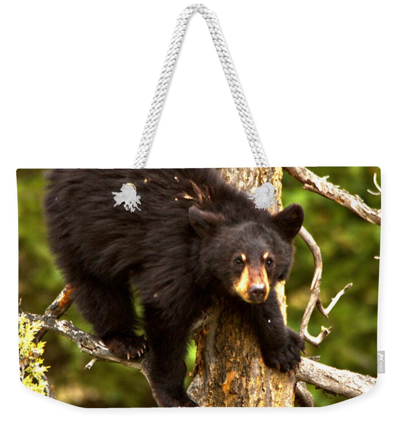 Black Bears Weekender Tote Bag featuring the photograph The Aerial Sniffer by Adam Jewell