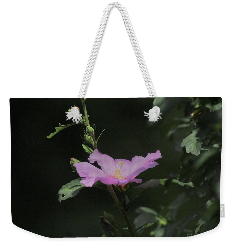 Rose Weekender Tote Bag featuring the photograph The Beauty of a Rose by Margie Avellino