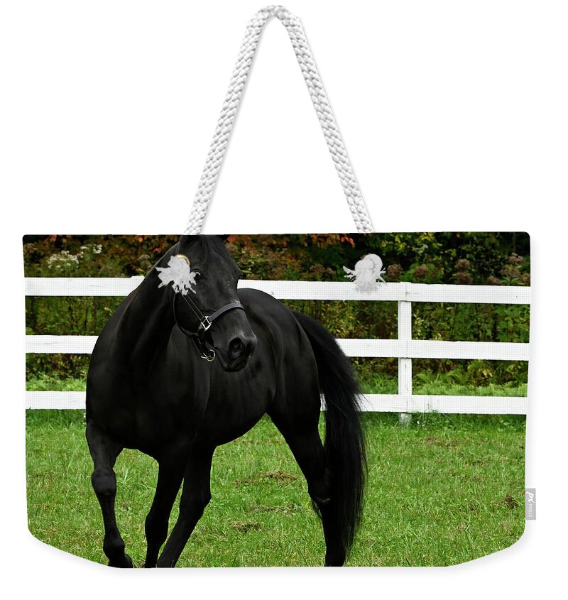 The Black Stallion Weekender Tote Bag featuring the photograph The Black Stallion by Jeffrey PERKINS