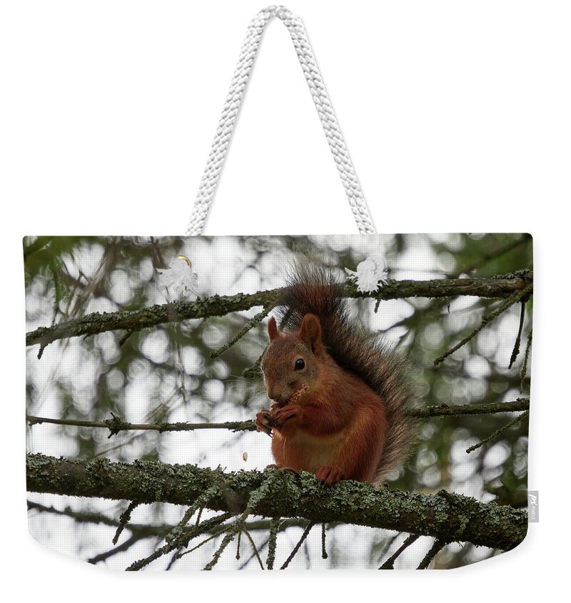 Finland Weekender Tote Bag featuring the photograph The Cone lover. Red squirrel by Jouko Lehto