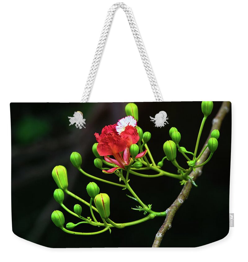 Flowers Weekender Tote Bag featuring the photograph The Delonix Regia by Gian Smith