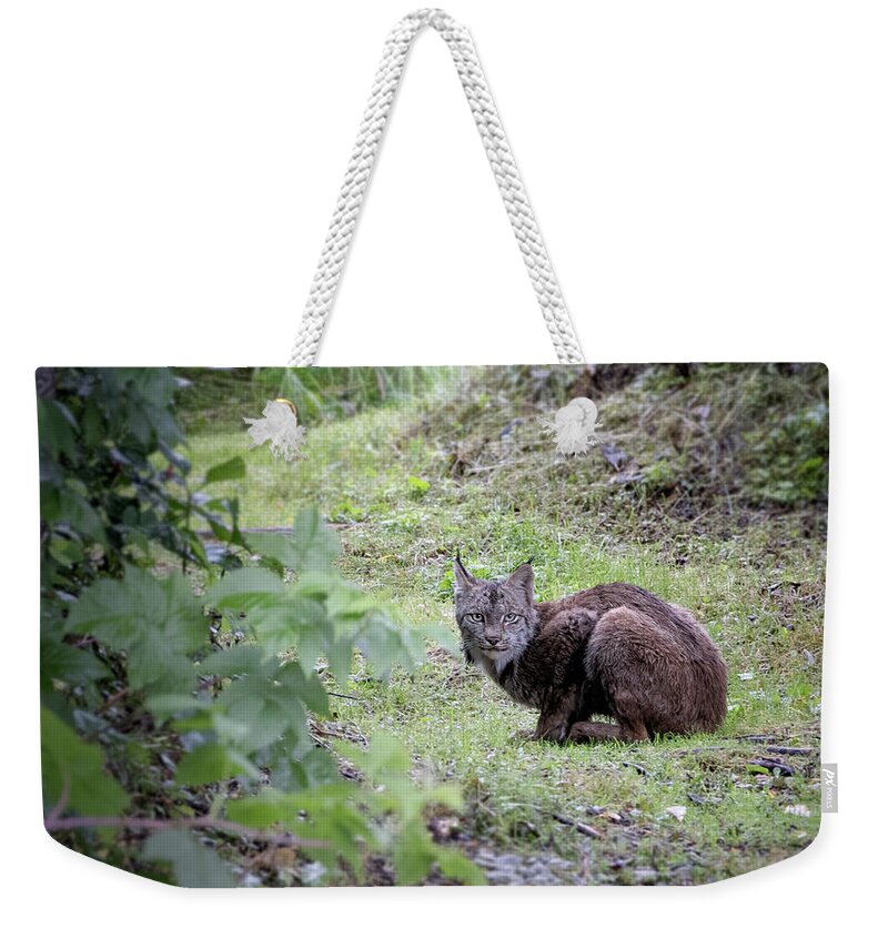 Alaska Weekender Tote Bag featuring the photograph The Elusive Lynx by Cheryl Strahl