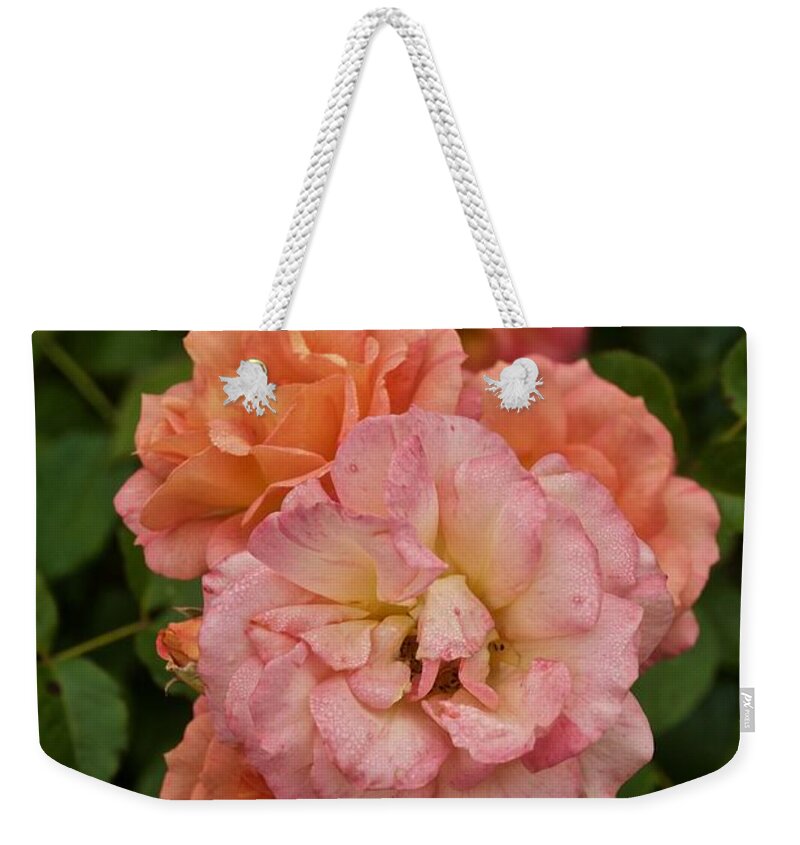 Roses Weekender Tote Bag featuring the photograph The Five Roses Greeting Card by Richard Cummings