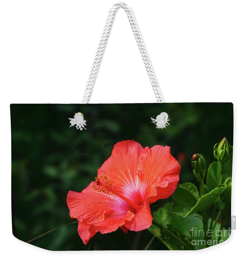 Hibiscus Weekender Tote Bag featuring the photograph The Flower and the Lady Bug by Joan Bertucci