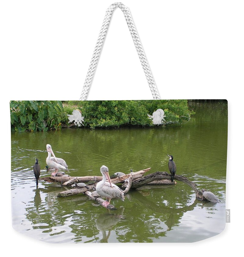 Pelican Weekender Tote Bag featuring the photograph The Gathering by Heather E Harman