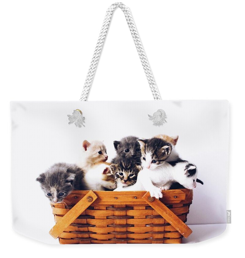 Sea Weekender Tote Bag featuring the photograph The Keystone Cats by Michael Graham