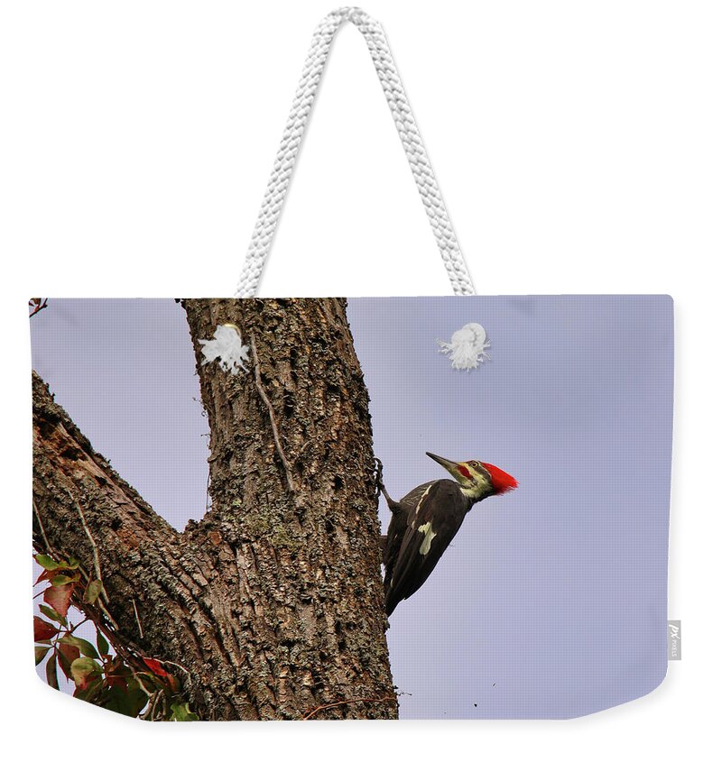 Pileated Woodpecker Weekender Tote Bag featuring the photograph The Loud Pileated Woodpecker by Scott Burd