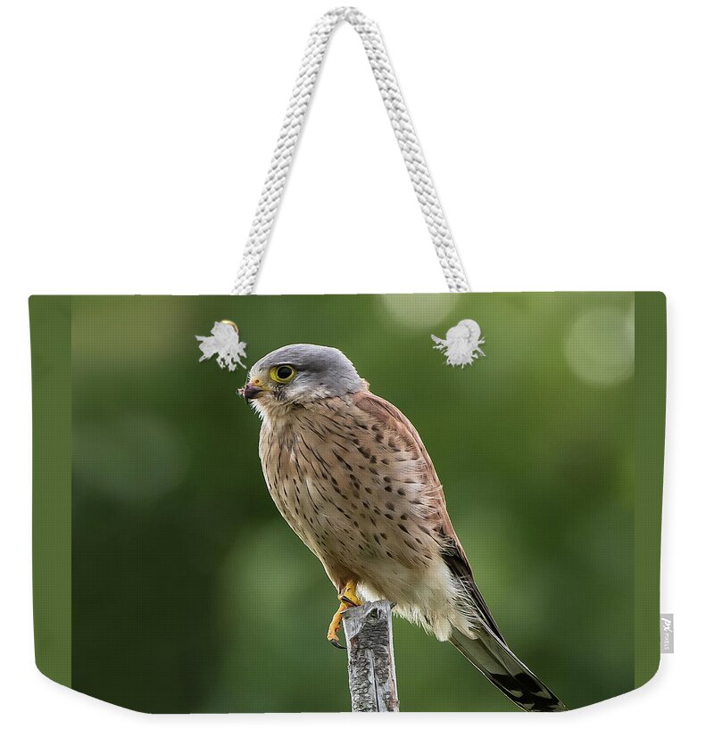 Kestrel Weekender Tote Bag featuring the photograph The male Kestrel hunting on top of a round pole by Torbjorn Swenelius