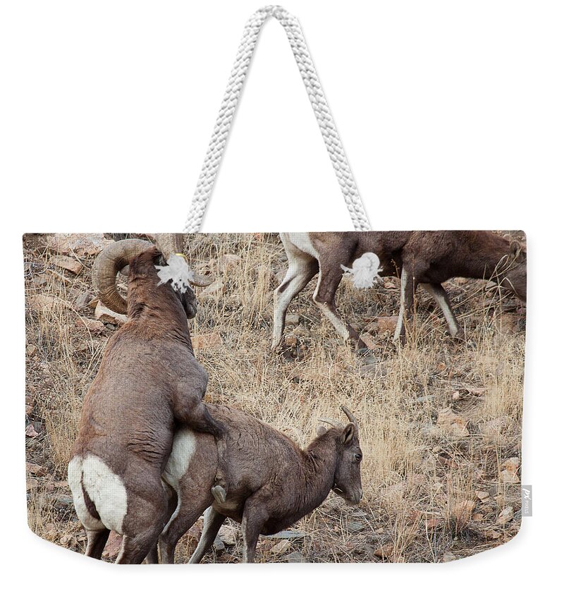 Mating Bighorn Sheep Photograph Weekender Tote Bag featuring the photograph The Mating Game by Jim Garrison