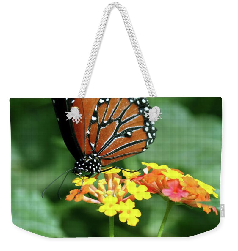 Insect Weekender Tote Bag featuring the photograph The Monarch by Jim Feldman