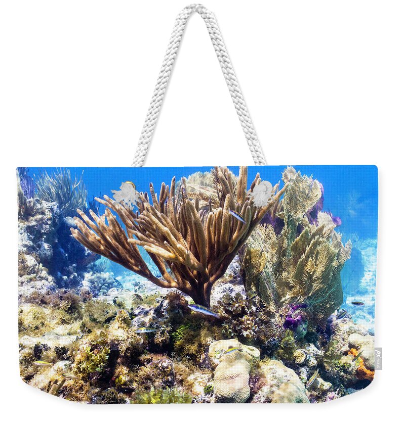 Coral Weekender Tote Bag featuring the photograph The Nursery by Lynne Browne