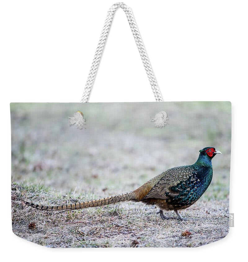 Phasianus Colchicus Colchicus Weekender Tote Bag featuring the photograph The Pheasant Beauty by Torbjorn Swenelius