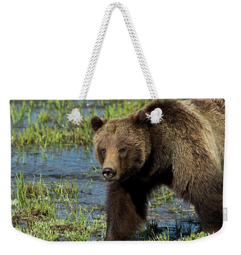 Grizzly Weekender Tote Bag featuring the photograph The Queen by Shari Sommerfeld