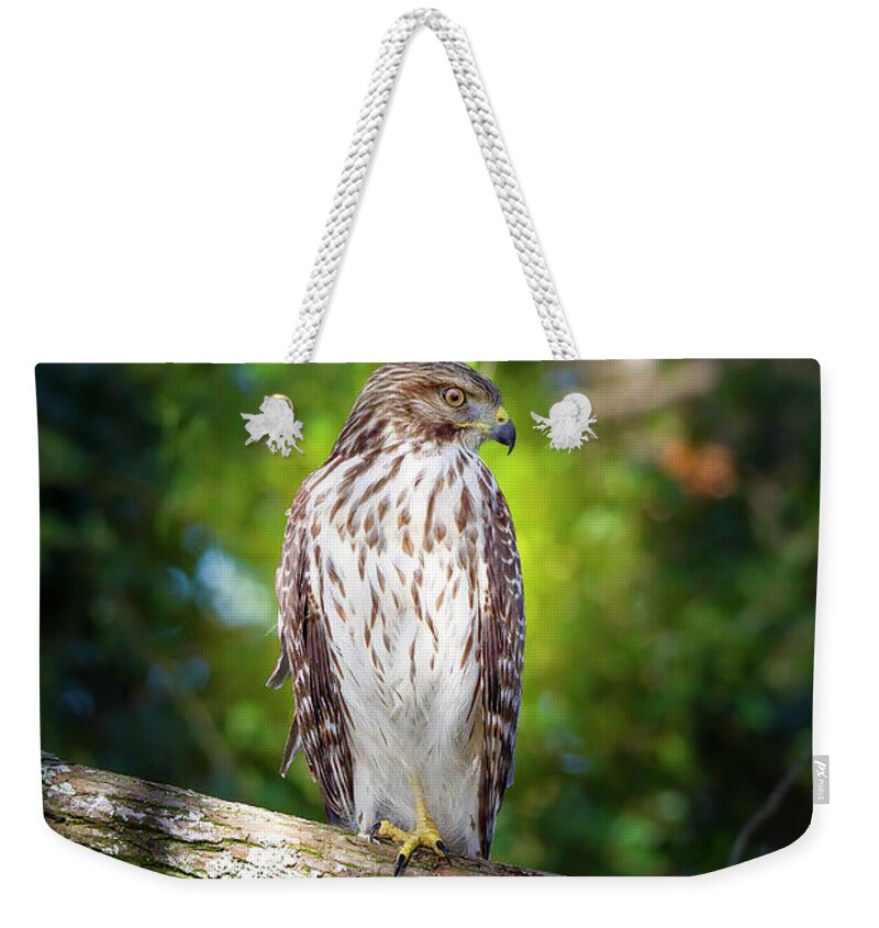 Red Shouldered Hawk Weekender Tote Bag featuring the photograph The Watchful Hawk by Mark Andrew Thomas