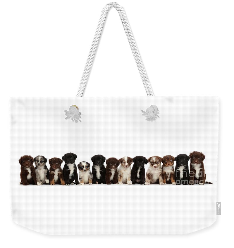 Mini American Shepherd Weekender Tote Bag featuring the photograph Thirteen Mini American Shepherd puppies by Warren Photographic