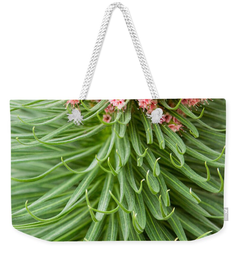 Conservatory Weekender Tote Bag featuring the photograph This Doesn't Look Like Kansas by Marilyn Cornwell