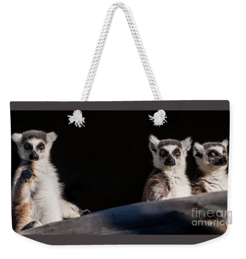 David Levin Photography Weekender Tote Bag featuring the photograph This Spot's for You by David Levin