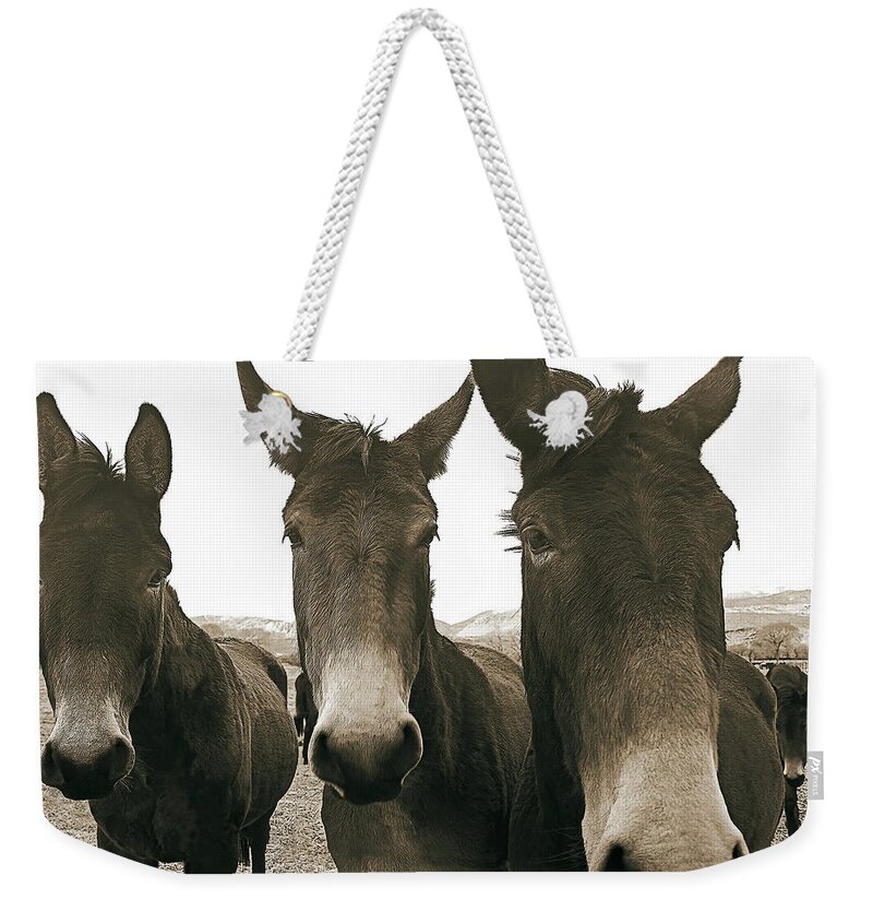 Mules Weekender Tote Bag featuring the photograph Three Amigos, Sepia by Don Schimmel