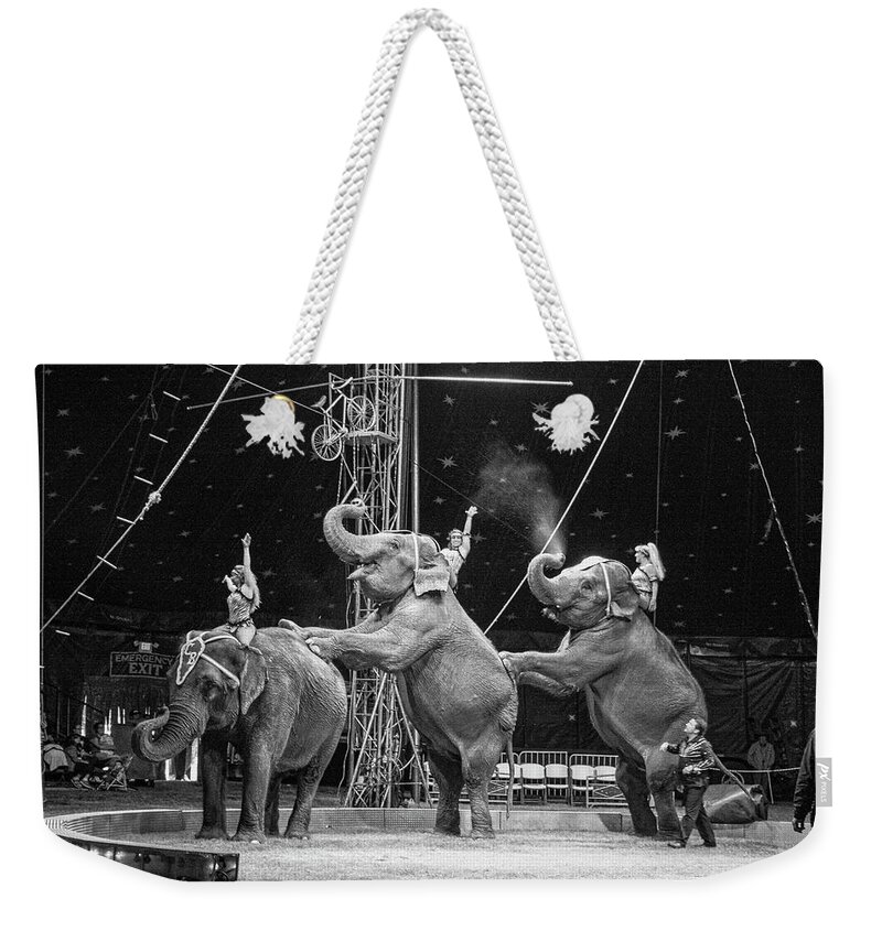 Elephants Weekender Tote Bag featuring the photograph Three Elephant Circus Performance by Sally Bauer