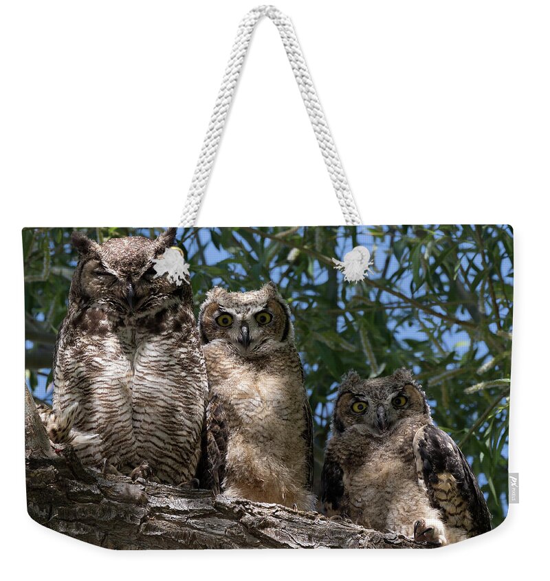 Owls Weekender Tote Bag featuring the photograph Three Great Horned Owls Family Portrait by Kathleen Bishop