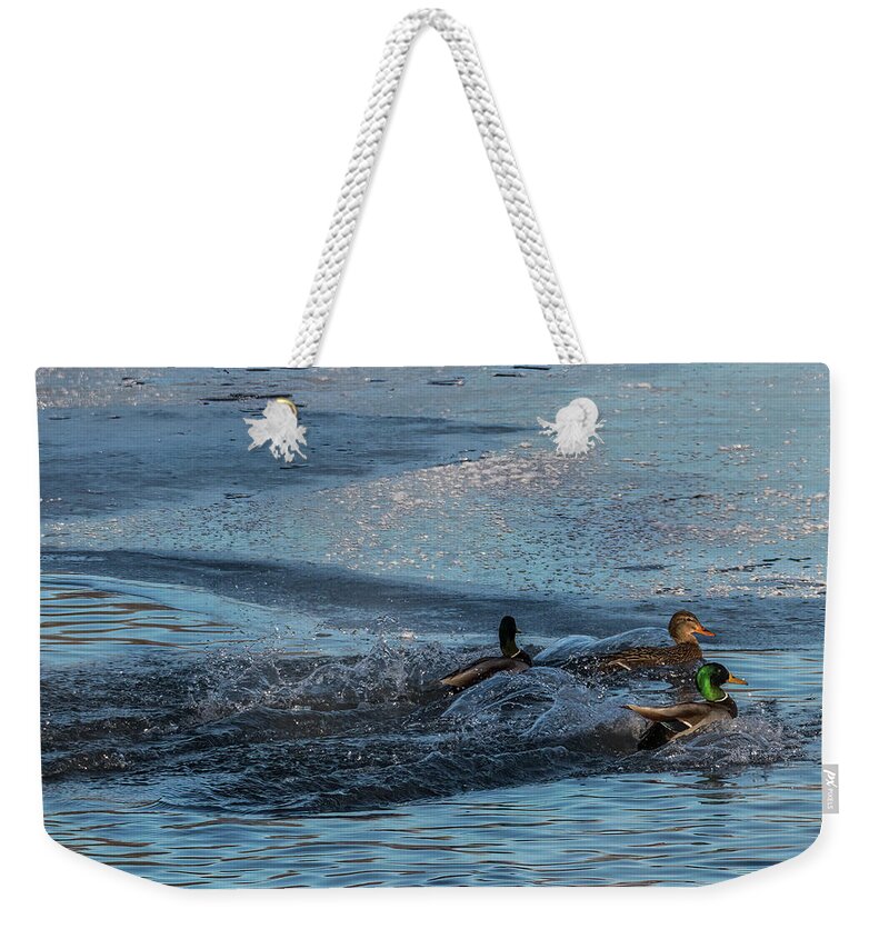 Mallard Weekender Tote Bag featuring the photograph Three Mallard Splash by Patti Deters