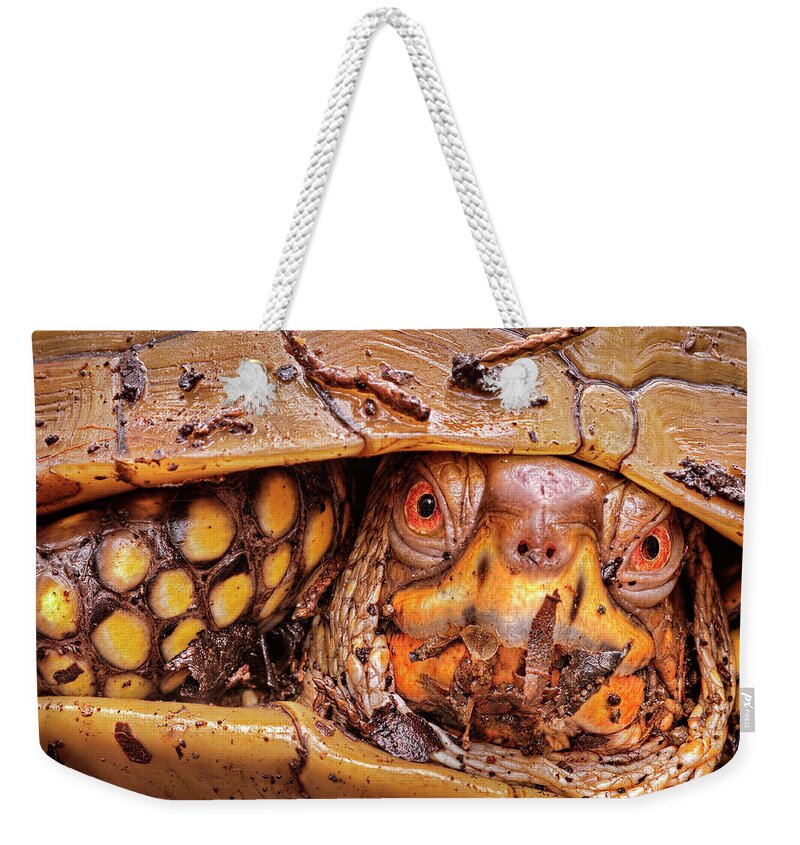 2012 Weekender Tote Bag featuring the photograph Three-Toed Box Turtle by Robert Charity