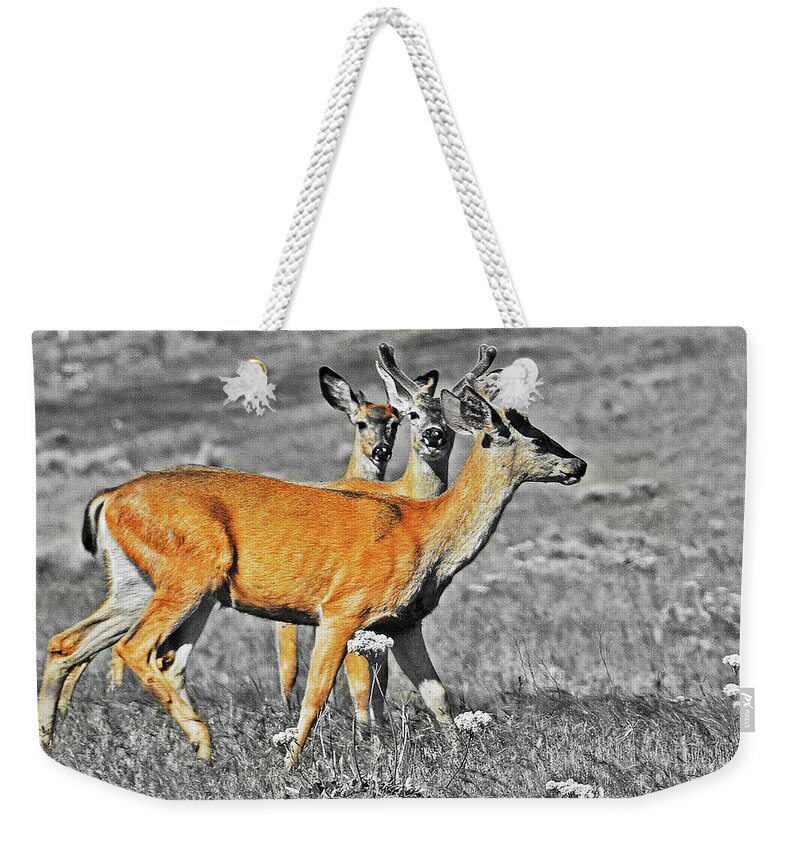 Bever Deer Ice Hous Weekender Tote Bag featuring the digital art Three Young Bucks by Fred Loring
