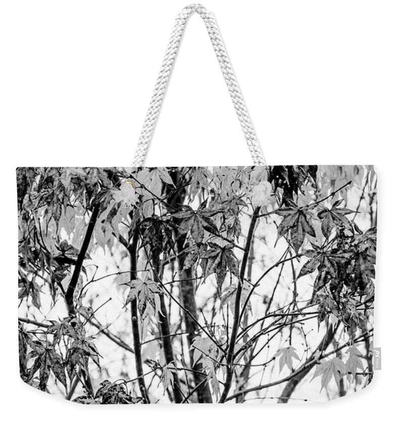 Carolina Weekender Tote Bag featuring the photograph Through the Autumn Leaves Black and White by Debra and Dave Vanderlaan