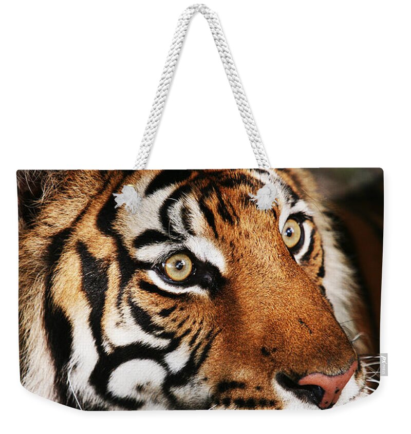 Tiger Weekender Tote Bag featuring the photograph Tiger Headshot by Brad Barton