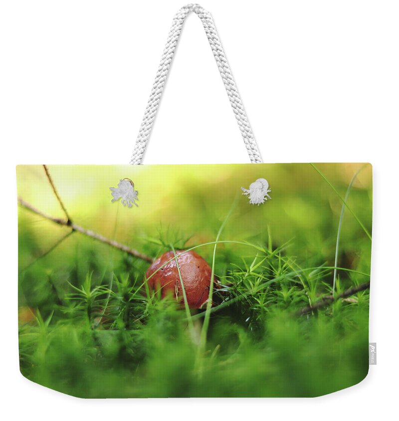 Czech Mushroom Weekender Tote Bag featuring the photograph Tiny brown mushroom Imleria badia hidden in the middle of forest moss and needle and show us only brown cap. He is so shy. Mushrooms season. Very small bay bolete with oozy hat by Vaclav Sonnek