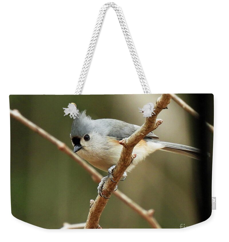 Birding Weekender Tote Bag featuring the photograph Titmouse 19 by Lizi Beard-Ward