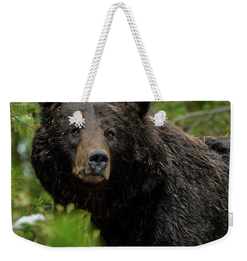 Grizzly Bear Weekender Tote Bag featuring the photograph Too Close For Comfort by Yeates Photography